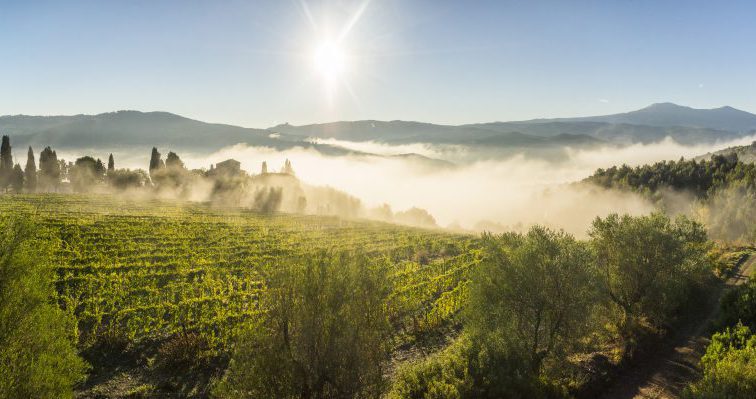 Fattoria dei Barbi: Come nasce il Brunello